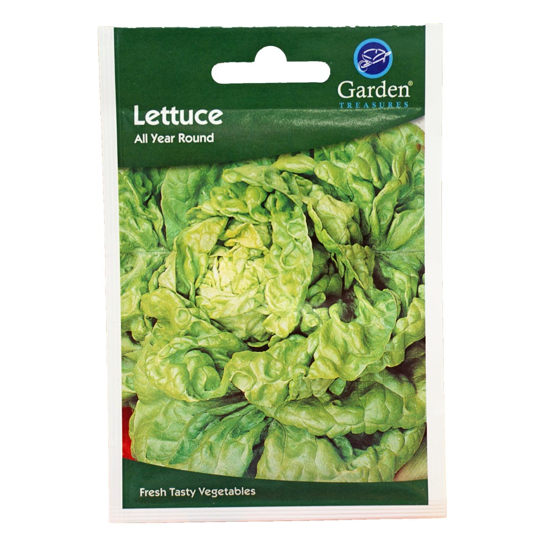 Lettuce (All Year Round) Seeds (90p each or 5 for £4)